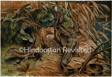 /data/Original Prints/Natural History/WATER MONITORS ROBBING A NEST.jpg